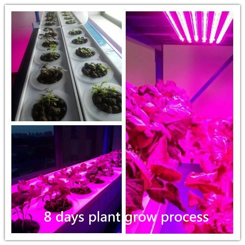 A planta conduzida relação da tira do 9:1-3:1 R B cresce luzes para cresce de florescência